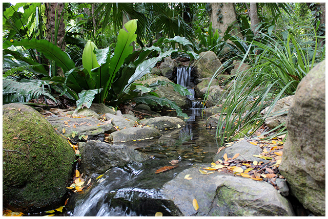 Water Plants in Pondless Waterfall