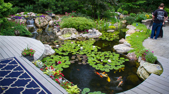 Backyard Pond with Lilies and Fish