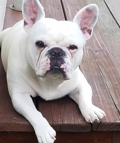 a french bulldog named Bruno laying down on the porch