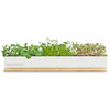 Veggie Micro-Greens