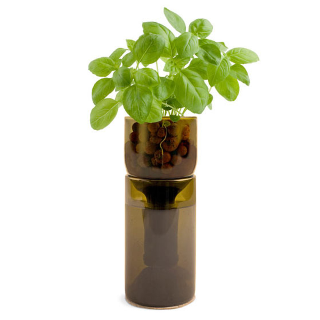 Recycled Grow Bottle Basil
