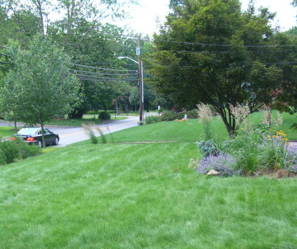 Wildflower Farm's EcoLawn Grass Seed 5 lb