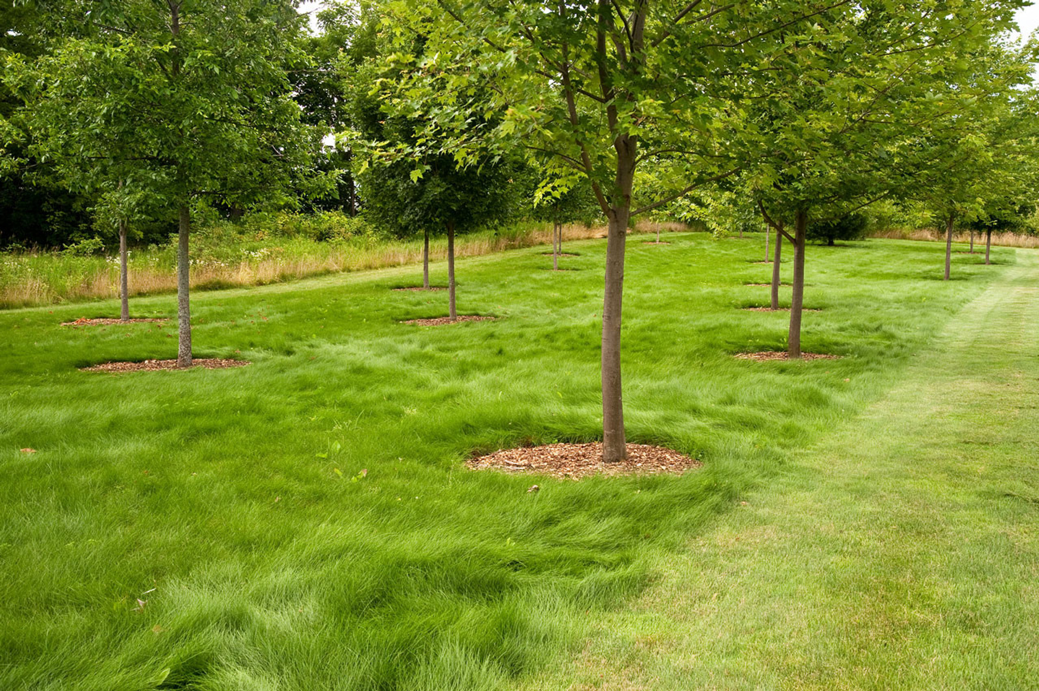 Wildflower Farm's Eco-Lawn Grass Seed - 5 Lb Eartheasy.com Mowed and Unmowed Eco-Lawn - Wildflower Farm's Eco-Lawn Grass Seed - 5 Lb Eartheasy.com