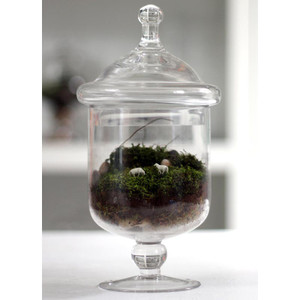 Grazed and Confused Terrarium