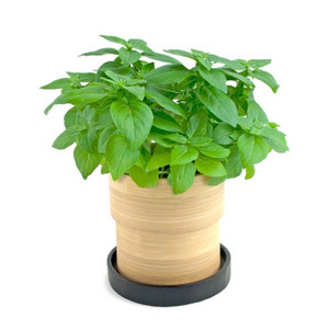 Basil Grow Pot