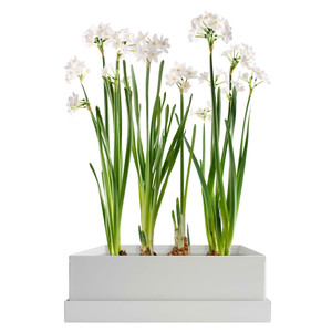 Paperwhites Bulb Box