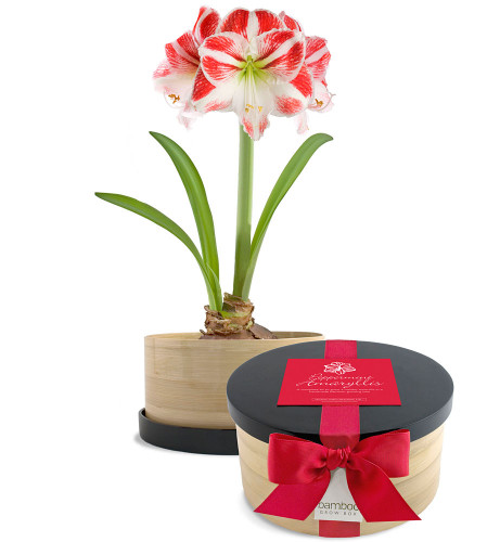 Peppermint Amaryllis Bamboo Grow Box