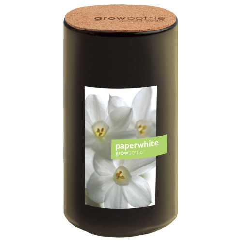 Paperwhites Grow Bottle