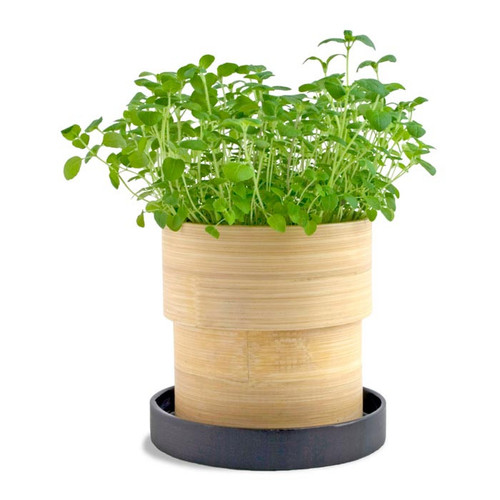 Oregano Grow Pot