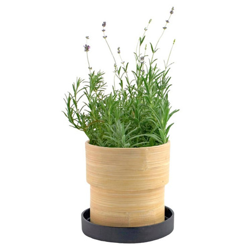 Lavender Bamboo Grow Pot