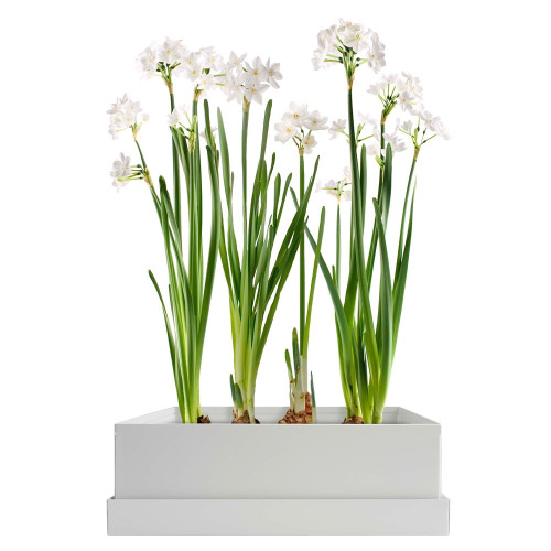 Paperwhites Bulb Box