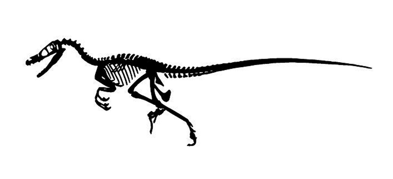 fossil raptor dinosaur