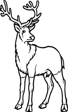 Big Buck Decal