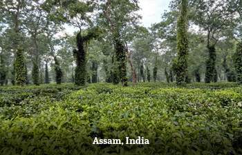 assam-india-1.jpg