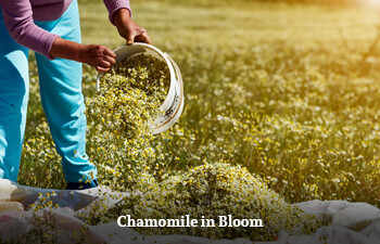 chamomile-in-bloom-2.jpg