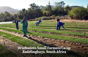 driefontein-small-farmers-co-op-redelinghuys-south-africa-1.jpg