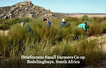 driefontein-small-farmers-co-op-redelinghuys-south-africa-2.jpg driefontein-small-farmers-co-op-redelinghuys-south-africa-2.jpg