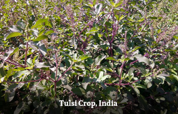 holy-basil-tulsi.jpg