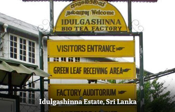 idulgashinna-estate-sri-lanka.jpg