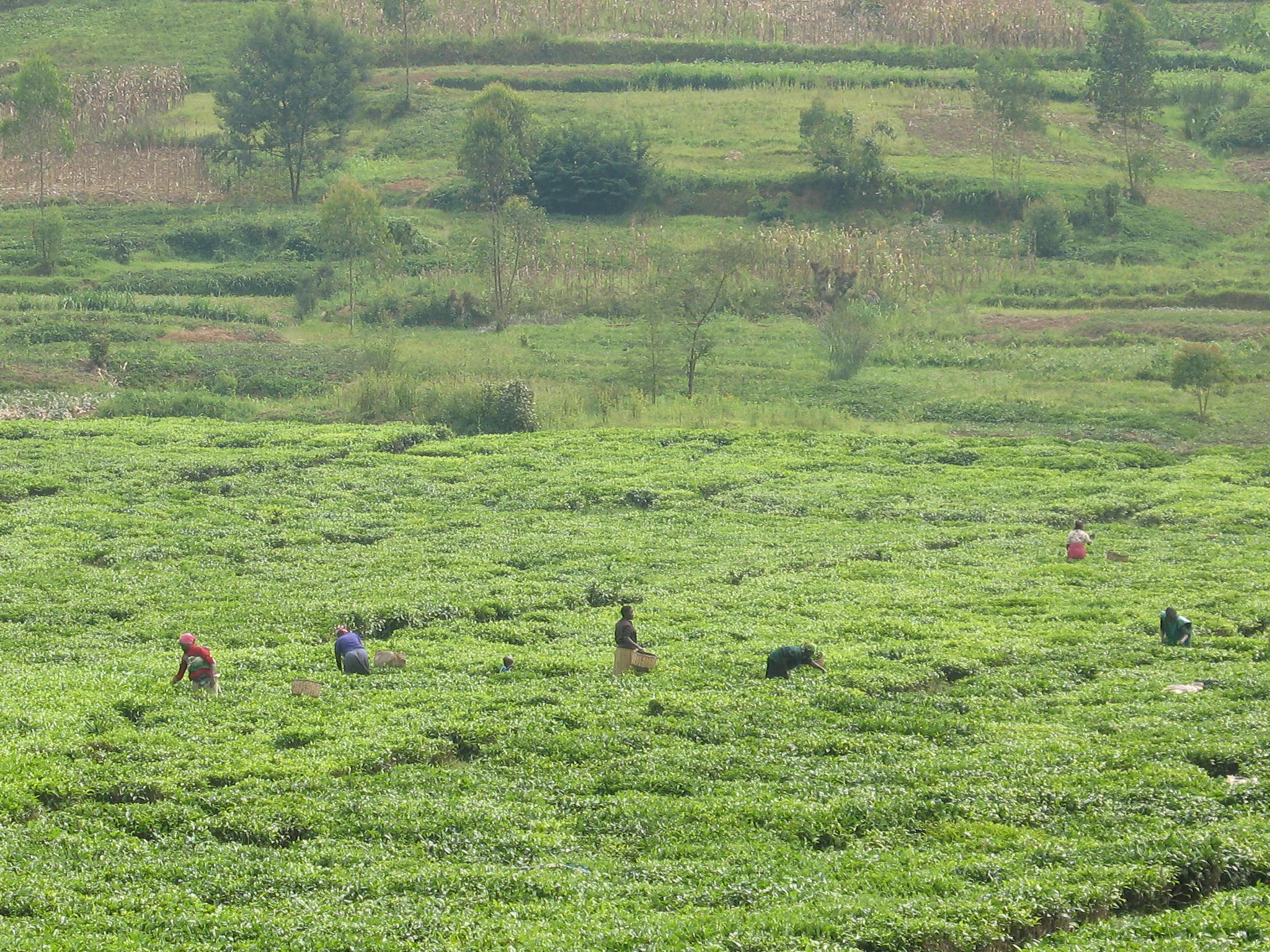 Fair Trade Certified Fair Trade Certified Tea