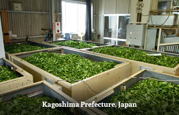 Organic Tea from Kagoshima Prefecture, Japan