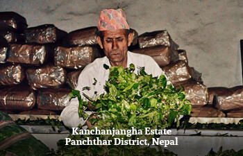 kanchanjangha-estate-panchthar-district-nepal-2.jpg