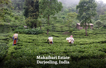 makaibari-estate-darjeeling-india-1.jpg makaibari-estate-darjeeling-india-1.jpg
