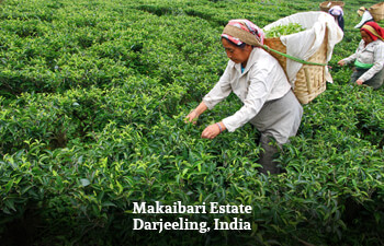 Buy Darjeeling Silver Green Tea (25 Tea Bags) - Makaibari – MAKAIBARI TEA