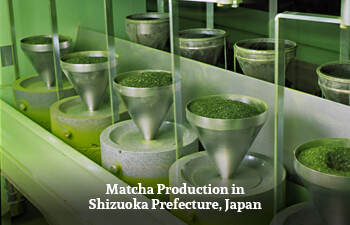 matcha-production-in-shizuoka-prefecture-japan.jpg