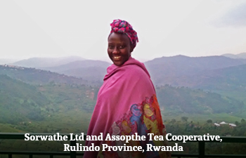 Organic White Tea from Rwanda