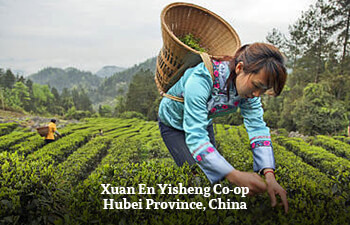 xuan-en-yisheng-co-op-hubei-province-china.jpg