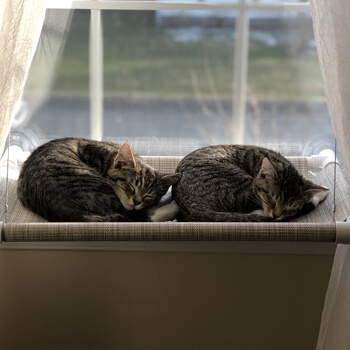 Chuckie and Chloe cats resting on a kitty cot