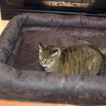 Honey the cat on a Kuranda dog bed bolster