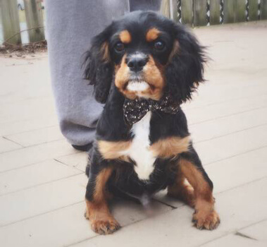 Koda the pup sitting outside