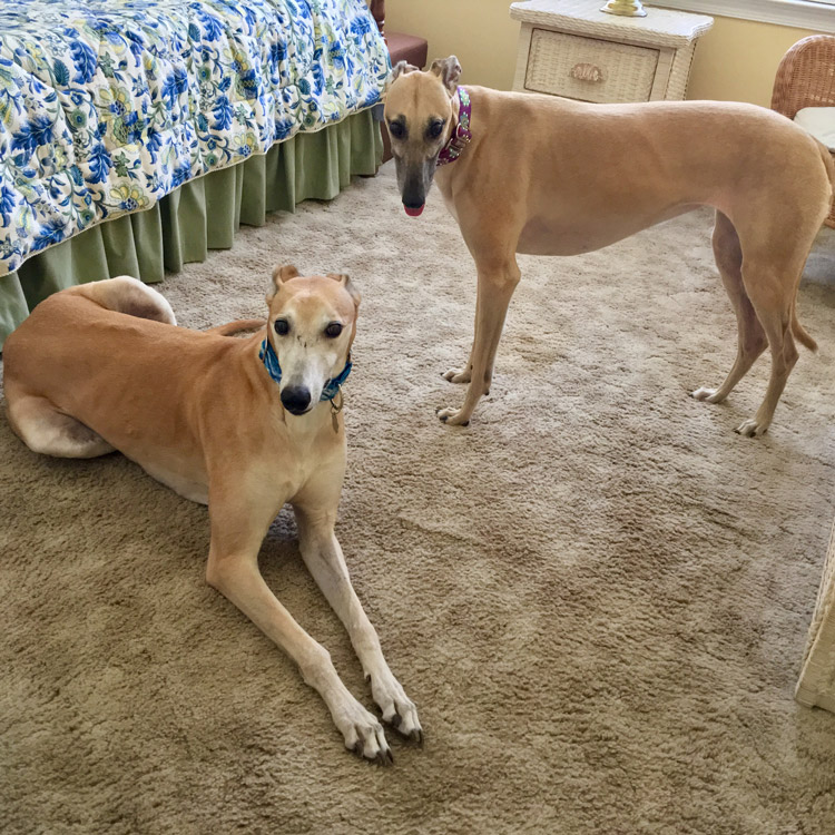 Manny and Kerry the dogs Resting indoors