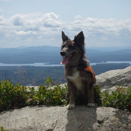 Peppa the dog on a mountaintop