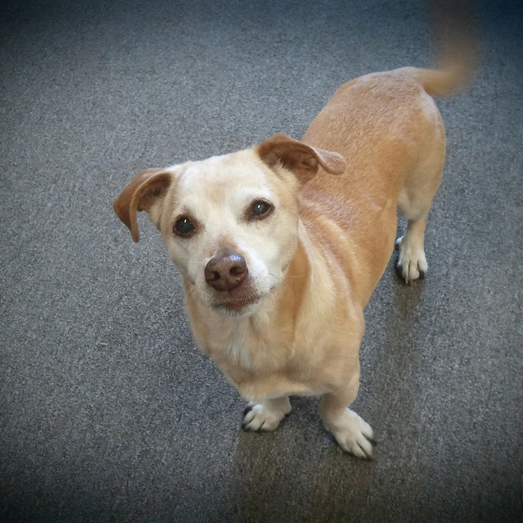 Sam the dog gives an inquisitive look