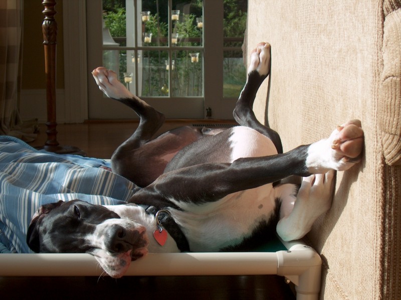 Great dane shop on bed