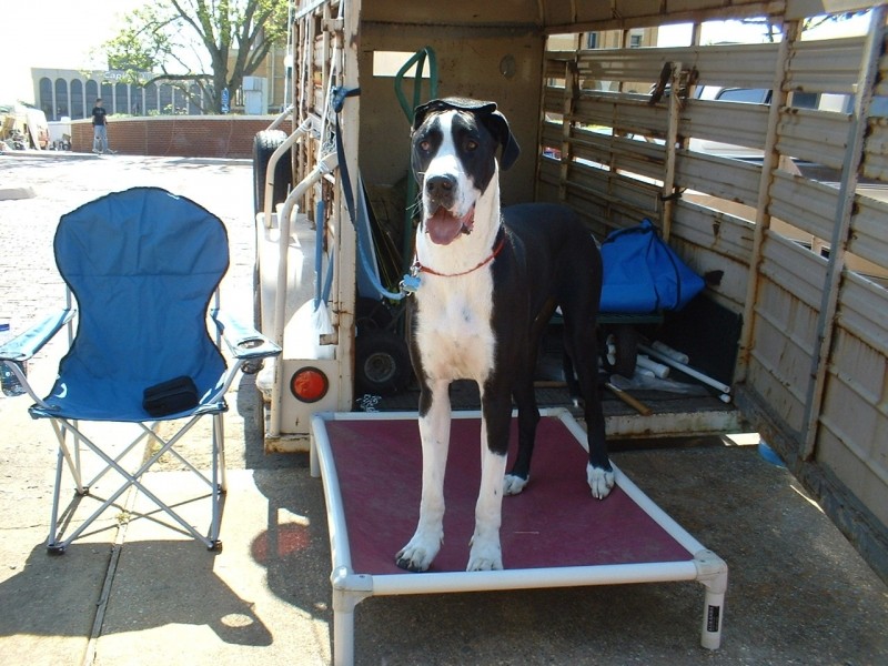 Dog on a Bed in a Horse trailer