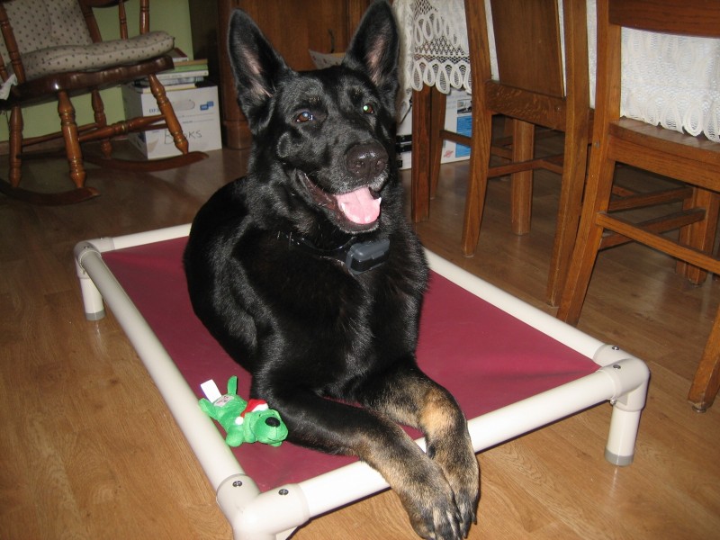 Dog on Kuranda Bed