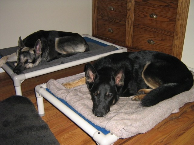 Dogs on Kuranda Bed