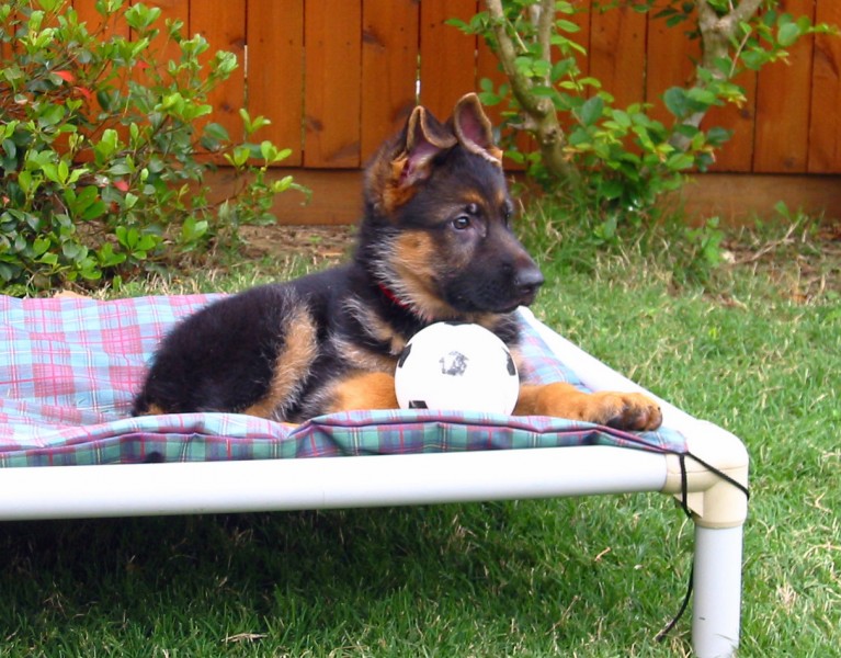 Dog on Kuranda Bed