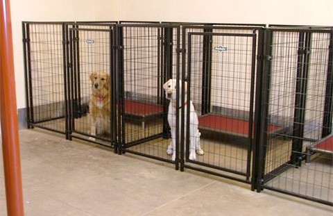 Dogs in a Kennel