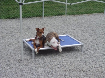 Dogs resting on a Kuranda bed