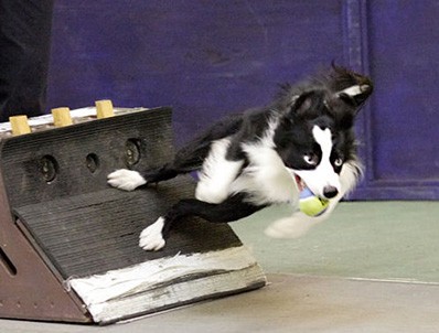 A dog pivoting off of a platform