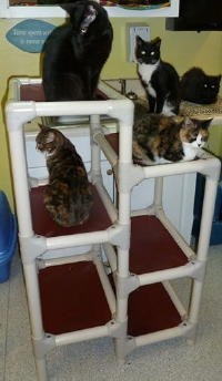 Cats on a Kuranda Cat Tower