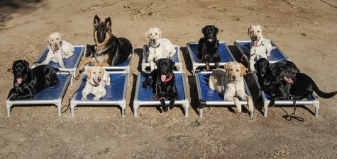 several dogs resting on Kuranda beds