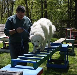 vince rambala working with a dog