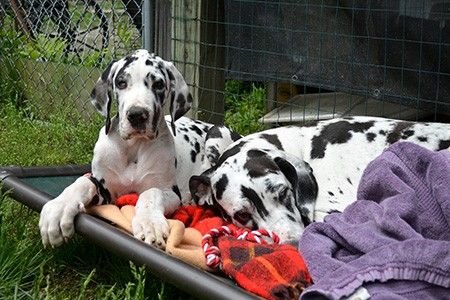 dogs resting on a Kuranda bed