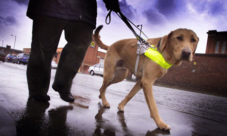 how long does a guide dog work for